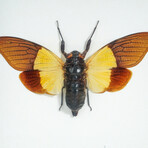 Genuine Cicada (Trengganua Sibylla) in Display Frame