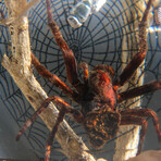 Genuine Spider w/ Web and Fly in Globe with Stand