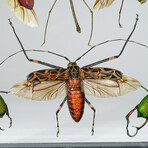 6 Genuine Insects in Display Frame V2