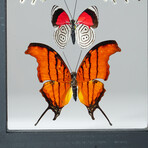 3 Genuine Butterflies v3 // Display Frame
