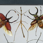 6 Genuine Insects in Display Frame V2