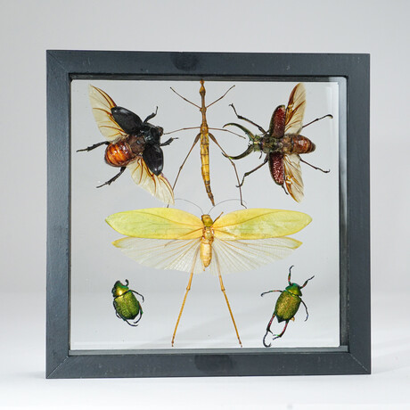 6 Genuine Insects in Display Frame V1