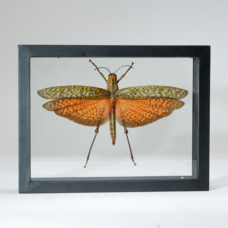 Genuine Tropidacris Cristata // Display Frame