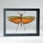 Genuine Tropidacris Cristata // Display Frame