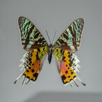 Single Genuine Urania Ripheus // Black Display Frame