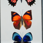 3 Genuine Butterflies v1 // Display Frame