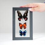 3 Genuine Butterflies v1 // Display Frame