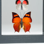 3 Genuine Butterflies v2 // Display Frame