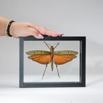 Genuine Tropidacris Cristata // Display Frame