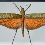 Genuine Tropidacris Cristata // Display Frame
