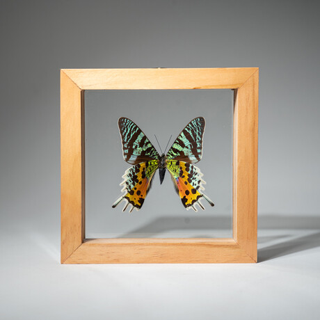 Single Genuine Urania Ripheus // Natural Wood Frame