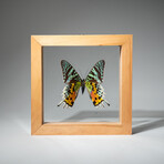 Single Genuine Urania Ripheus // Natural Wood Frame