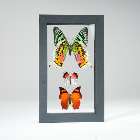 3 Genuine Butterflies v2 // Display Frame