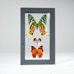 3 Genuine Butterflies v2 // Display Frame