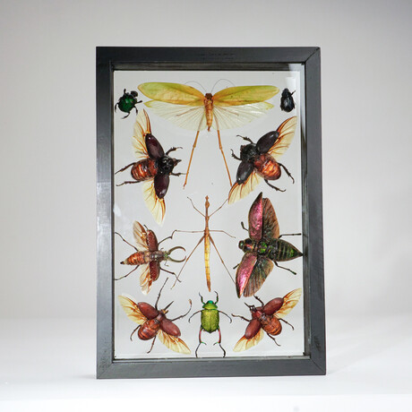 11 Genuine Insects v3 // Display Frame