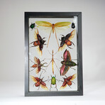 11 Genuine Insects v3 // Display Frame