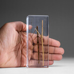 Genuine Single Stick Bug in Lucite