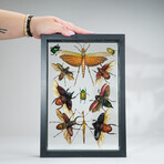 11 Genuine Insects in Display Frame V2