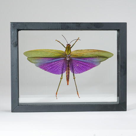 Genuine Titanacris Albites // Display Frame