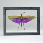 Genuine Titanacris Albites // Display Frame