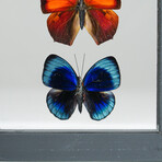3 Genuine Butterflies v1 // Display Frame