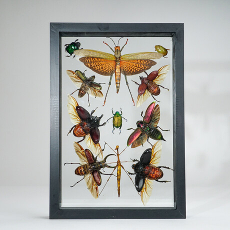 11 Genuine Insects in Display Frame V2