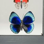 3 Genuine Butterflies v4 // Display Frame