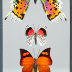 3 Genuine Butterflies v2 // Display Frame