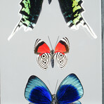 3 Genuine Butterflies v4 // Display Frame
