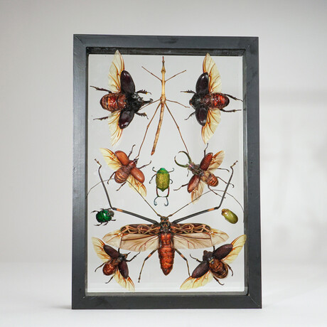 11 Genuine Insects in Display Frame V1