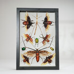 11 Genuine Insects in Display Frame V1