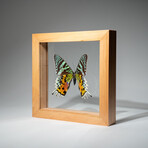 Single Genuine Urania Ripheus // Natural Wood Frame