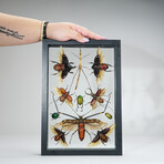 11 Genuine Insects in Display Frame V1