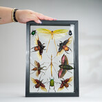 11 Genuine Insects v3 // Display Frame