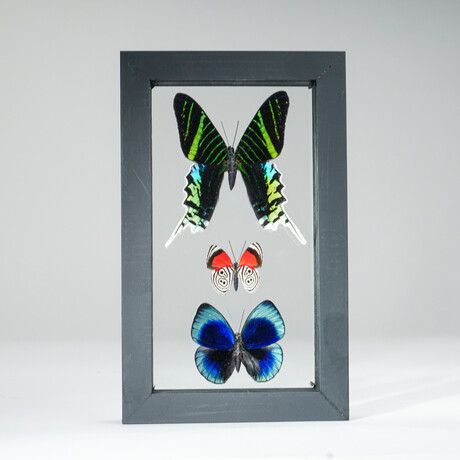 3 Genuine Butterflies v4 // Display Frame