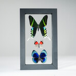 3 Genuine Butterflies v4 // Display Frame