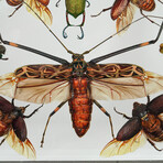 11 Genuine Insects in Display Frame V1