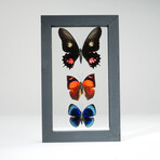 3 Genuine Butterflies v1 // Display Frame