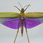 Genuine Titanacris Albites // Display Frame