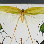 6 Genuine Insects v1 // Display Frame