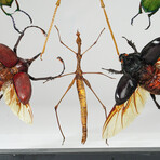 6 Genuine Insects v1 // Display Frame