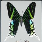 3 Genuine Butterflies v4 // Display Frame