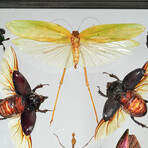 11 Genuine Insects v3 // Display Frame