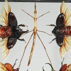 11 Genuine Insects in Display Frame V1