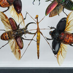 11 Genuine Insects in Display Frame V2