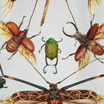 11 Genuine Insects in Display Frame V1