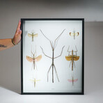 Genuine Phasma Species // Display Frame