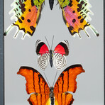 3 Genuine Butterflies v3 // Display Frame