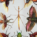 11 Genuine Insects v3 // Display Frame