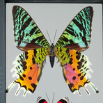 3 Genuine Butterflies v3 // Display Frame